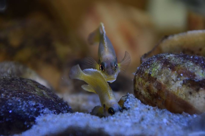 Lamprologus ocellatus 'Gold'